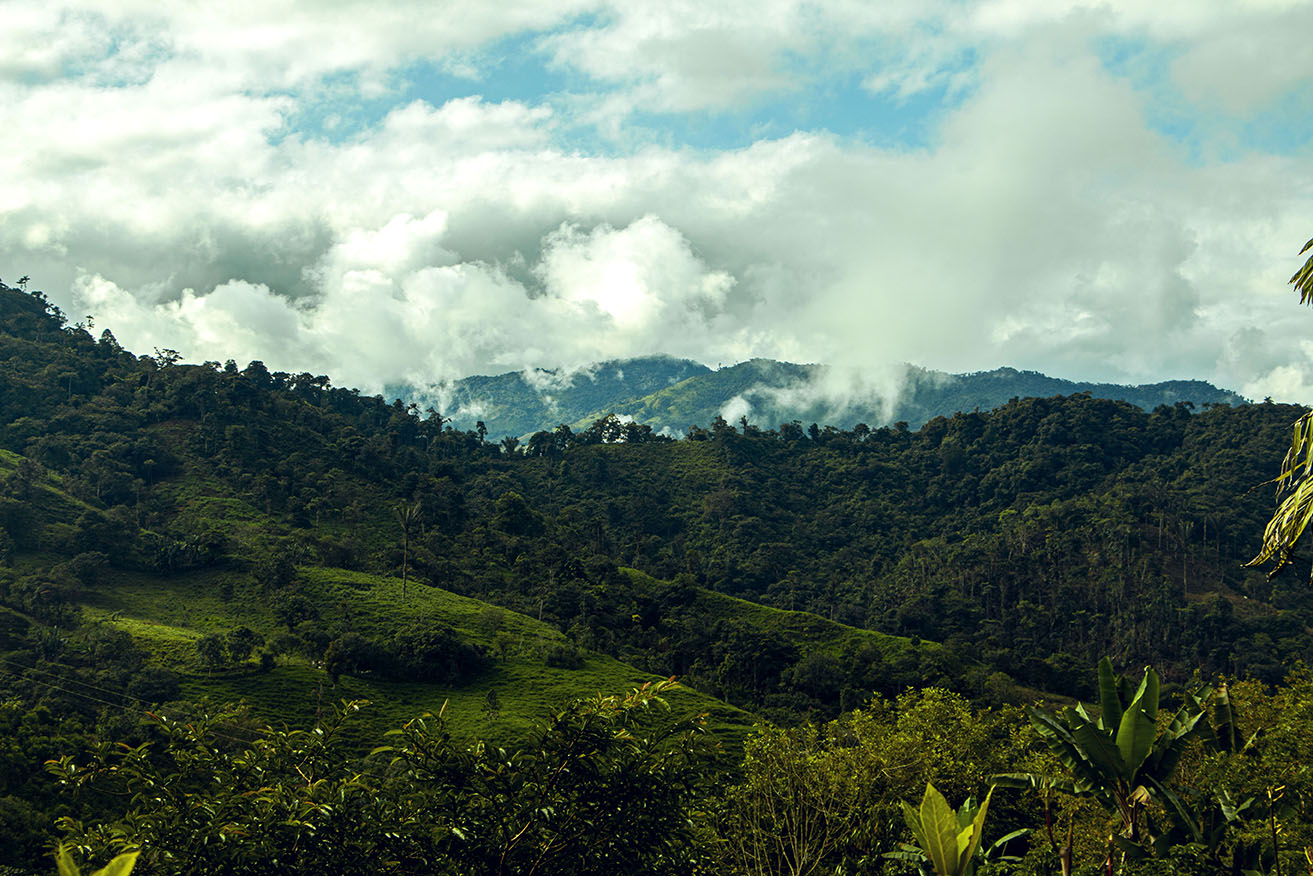 Bosque nublado